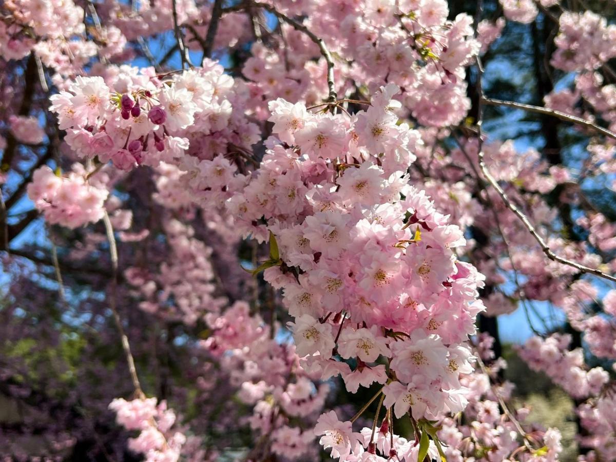 Rakuten Stay Villa Yatsugatake - 107 Simple Modern - 北杜市 エクステリア 写真